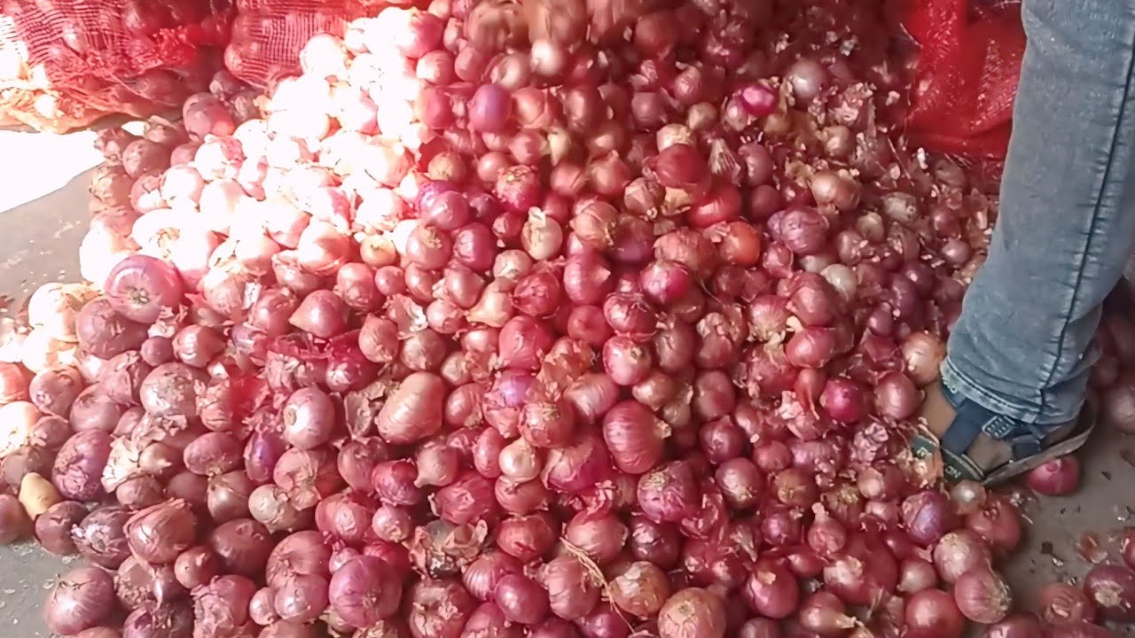 प्याज वाले सभी किसान कुक्षी मंडी का भाव देखे || Kukshi Piyaj mandi Bhav today || Piyaj ka mandi Bhav