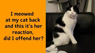 50 Cat Memes Every Cat Lover Needs To See