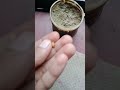 How to grow lemon। कैसे उगाएं नीबू ।