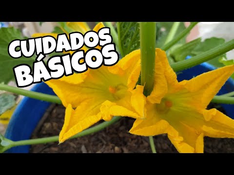 Video: ¿Se pueden cultivar calabazas en el interior? Consejos para mantener una planta de calabaza en el interior