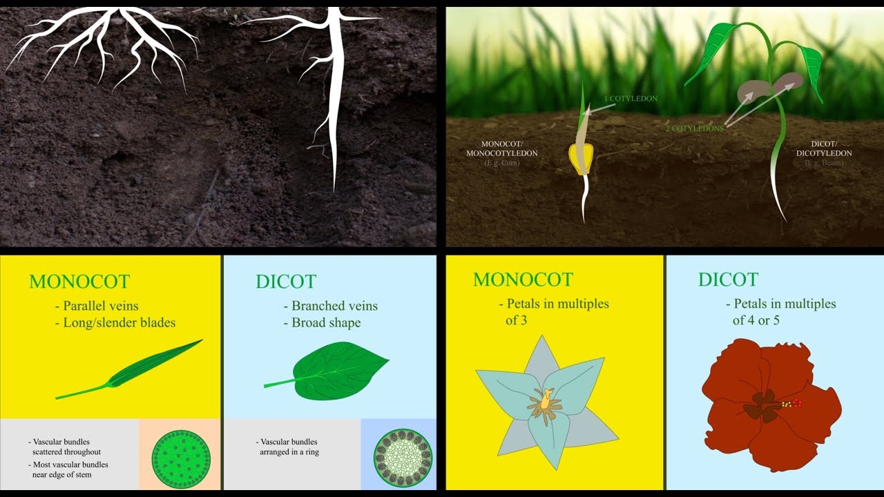 Angiosperm Monocot Examples