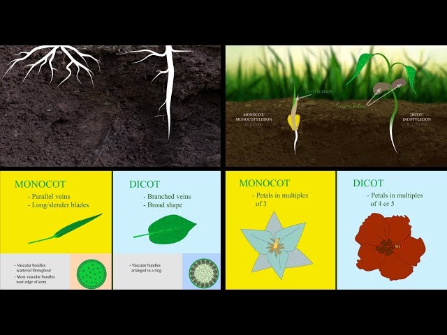 tobacco monocot or dicot Monocots vs Dicots