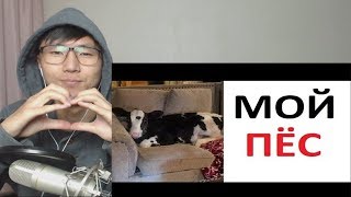 МАКС МАКСИМОВ и Лютые приколы! Почему моя собака мычит и дает молоко? МАКС МАКСИМОВ и Лютые приколы! Почему моя собака мычит и дает молоко?
