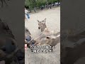 鹿さんに狙われた深海魚えるにーにょ