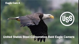 U. S. Steel Bald Eagle Camera Live Stream - Cam 4