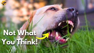 Real Reason Why Dogs Eat Grass! You Won't Believe by Pawsome Facts 29 views 10 months ago 1 minute, 46 seconds