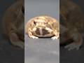 Rain frogs, wake up. short version 2 #rainfrog #commonrainfrog #frog #shorts