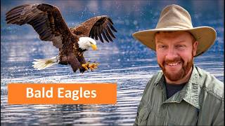 Falconry: Bald Eagles