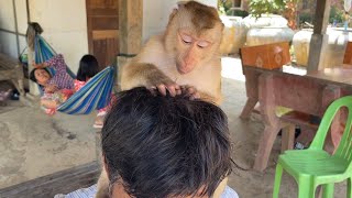 ASMR Monkey Grooming| Adorable Zueii Grooming Grandpa So Nice