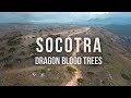 Socotra - Dragon Blood Tree - 2018