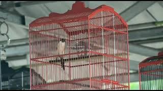 Aksi Cendet PAKU BUMI Sebelum Take Over Bos Situbondo😍