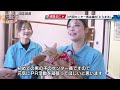 こうべ動物共生センター 3代目センター長は猫の「とらまる」