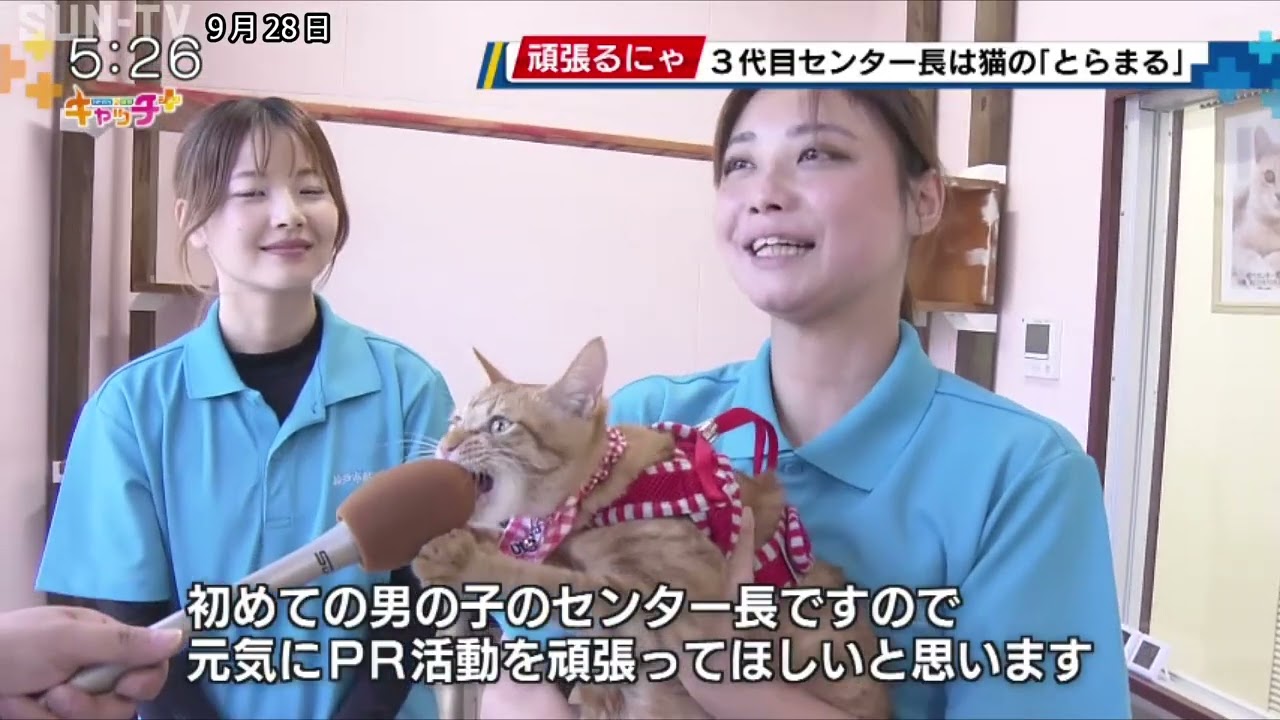 こうべ動物共生センター 3代目センター長は猫の「とらまる」 - YouTube
