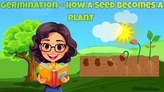 Germination – How a Seed Becomes a Plant