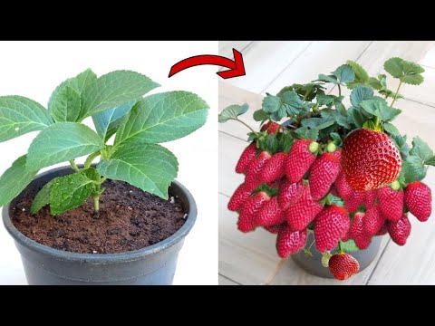 زراعة الفراوله 草莓种植 Strawberry cultivation