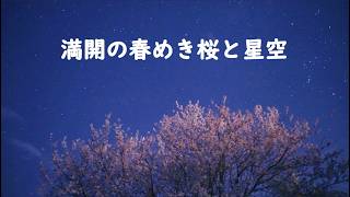 満開の春めき桜と星空（SONYα7SⅢリアルタイム星空動画）
