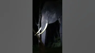 #shorts #eliphant #wild #srilanka #tusker #behavior