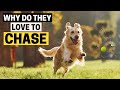 Why Do Golden Retrievers Like To Chase Things - Science Explains All!