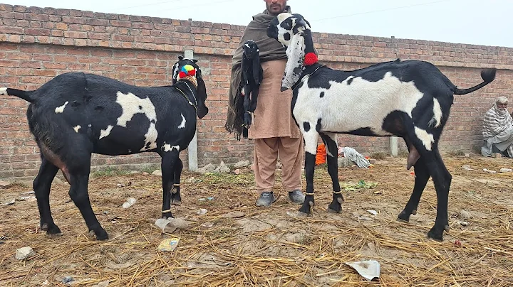 22 December 2025 Top Class Beetal Goats With Cute Kids | Milking Beetal Goats