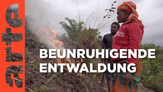Madagaskar: Ein Raub der Flammen | ARTE Reportage