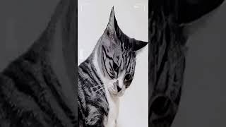 Cats Funny 2023 😂 #shorts Cool Funny video by CUCUMBE