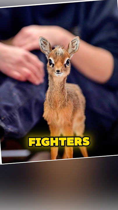 Baby Dik Dik: The smallest and Cutest Creatures on Earth 🥰 #shorts