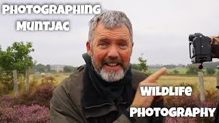 Photographing deer part 2 - Wildlife photography