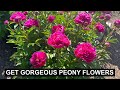 The Beauty of Peonies: A Guide to Growing and Enjoying these Gorgeous Flowers