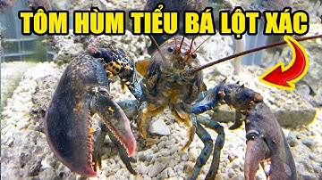 Review Nuôi TÔM HÙM Tiểu Bá Lột Xác Và CÁI KẾT - Phần 2