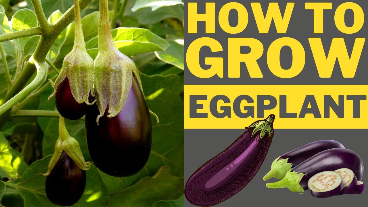 How To Grow Purple Eggplants From Cuttings YouTube