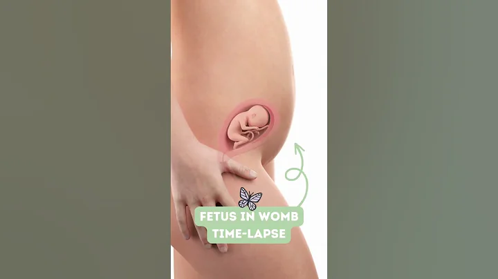 Incredible Fetus Transition 🦋🥺 Womb Baby 😇 #shorts #animation