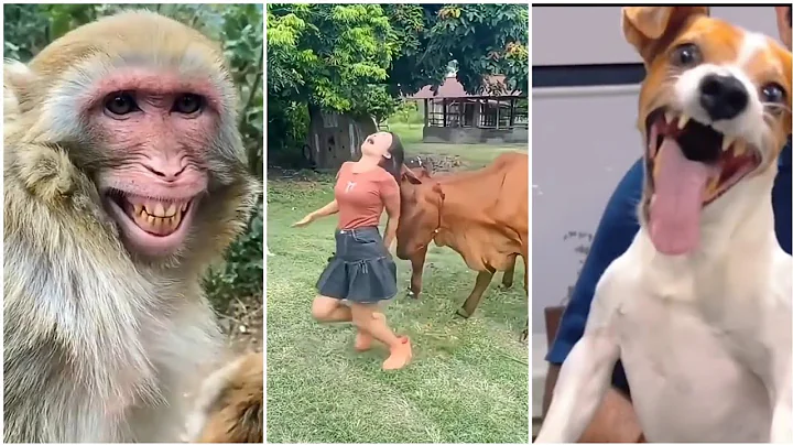 Try To Not Laugh Challenge | Top Funny Videos | Best Funny Videos Trending