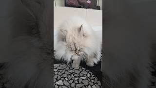 #lila #konusankediler #kedivideoları  #cat #komikkedi #cute #cutecat #funny #kediler #kitten #kedi