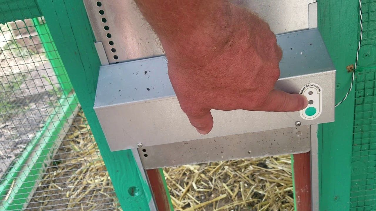 We love our adorstore automatic chicken door! YouTube