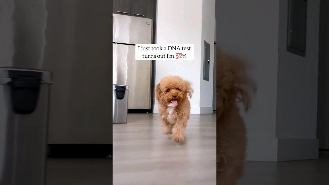 My Maltipoo dog is 100% this! 