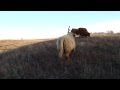 Highland Cattle of our prairies.MP4