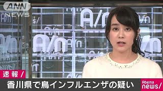 香川の養鶏場で鳥インフルの疑い　簡易検査で陽性(18/01/10)