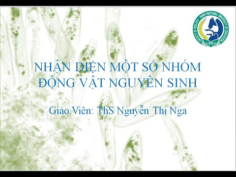 Video: Sinh Vật Nguyên Sinh đơn Bào