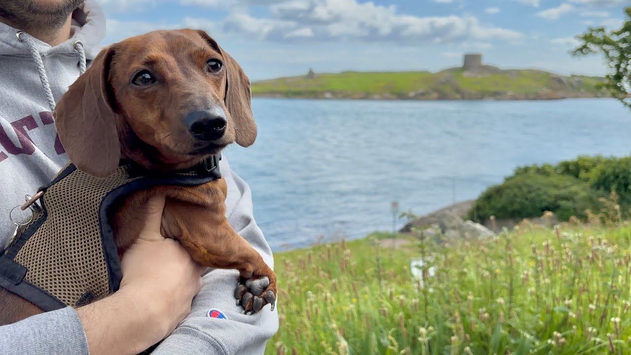 Mini dachshund enjoys a walk along the Irish coast - YouTube