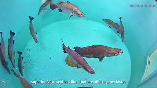 Marine Aquaculture Centre Mac Corporate Video