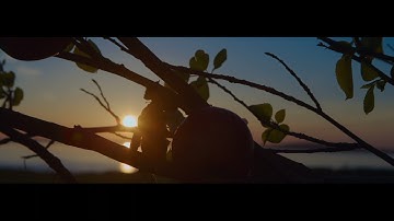 Magners | The Alchemy of The Orchard | When Time Bears Fruit