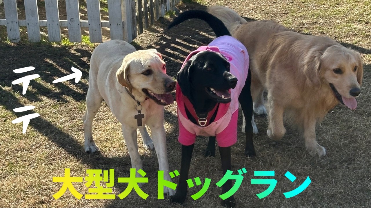 大型犬3匹のドッグラン🐕💨迫力の追いかけっこ！