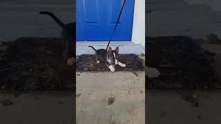 Bull Terrier Puppy 8 Weeks Always Hyper