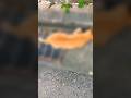 【short】【子猫を抱えて一生懸命生きたみかんちゃん】子猫が心配でしんでもしにきれない気持ちだと思う。。。