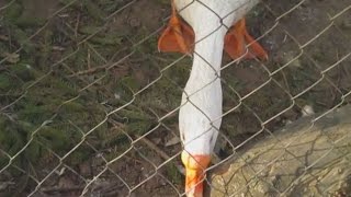 "Весна-2. Светлый! Дерен Белый/Свидина! Калитка)) Гуси, козы, подснежники!" "Весна-2. Светлый! Дерен Белый/Свидина! Калитка)) Гуси, козы, подснежники!"