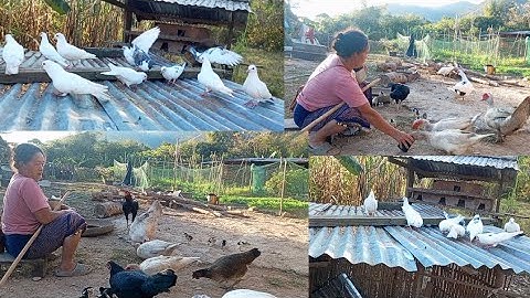 nyob zoo os los saib kuv pub qaib os 16/1/2024