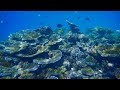 Coral Gardens, South Ari Atoll, Maldives