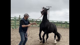 Horse almost died in a swamp!! Can he be ridden again?!