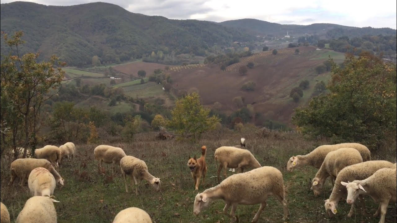 HER TARLAYA AHIR YAPILABİLİR Mİ?