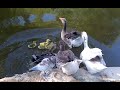 Любите природу -  мать нашу